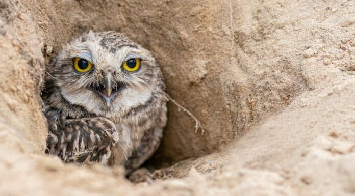 Burrowing Owl and her prey, the green snake.