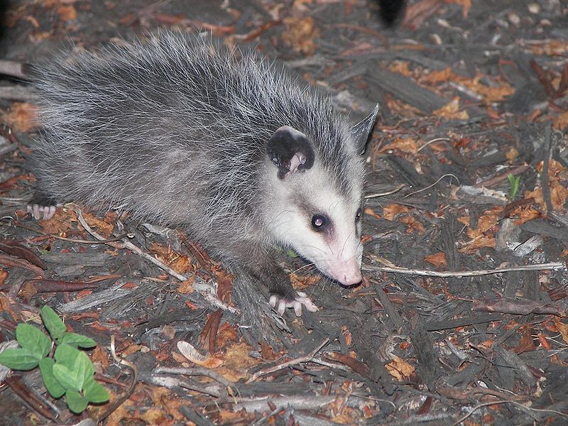 Opossum