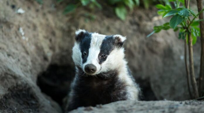 10 incredibili fatti sui tassi
