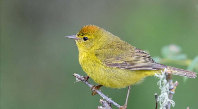 Trillo dalla corona d'arancio
