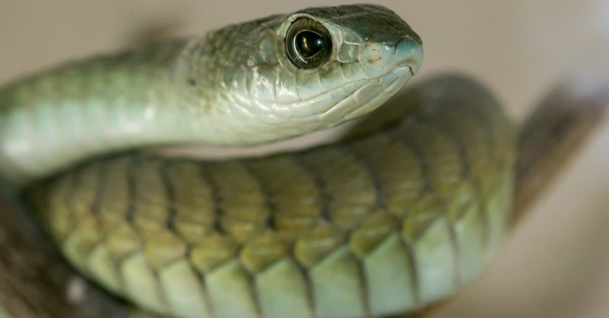 Blue-Eyed Leucistic Python (or Blue-Eyed Lucy)