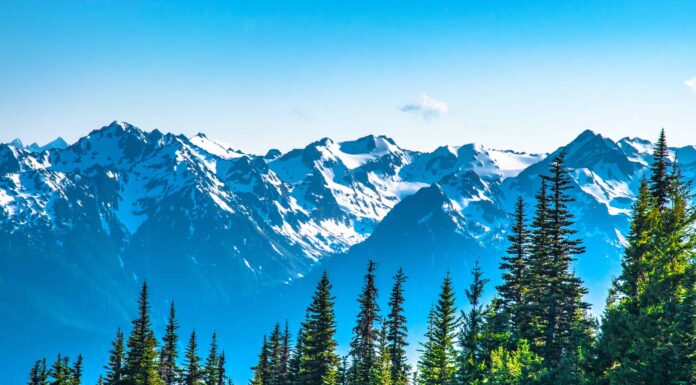 I 10 migliori posti per il birdwatching di Washington quest'estate
