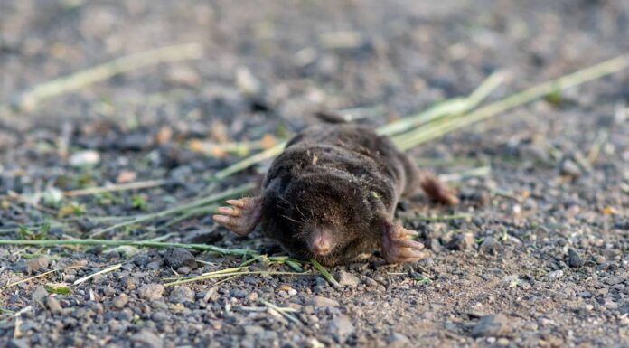 Talpe in Texas: come prevenirle nel tuo cortile
