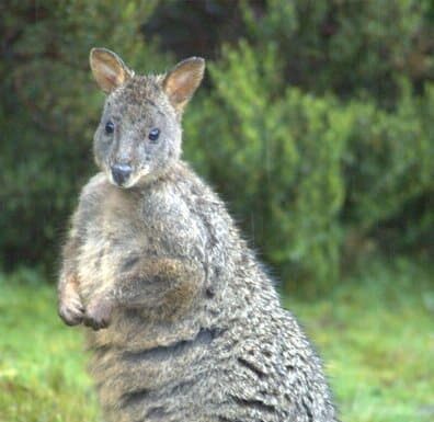 pademelon
