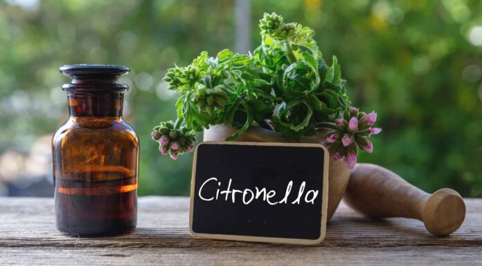 La citronella è perenne o annuale?
