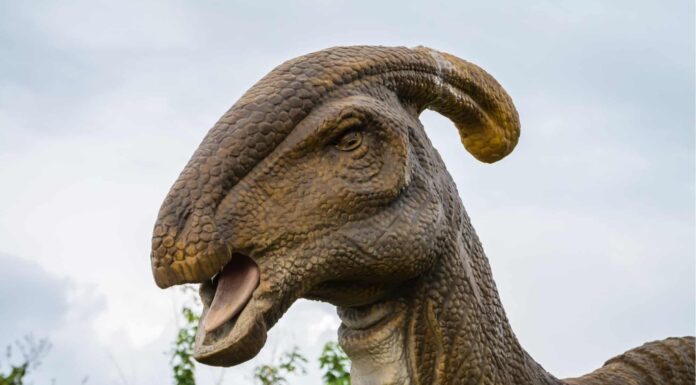 Parasaurolofo
