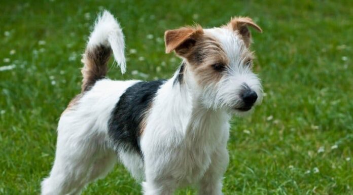 Parroco Russell Terrier
