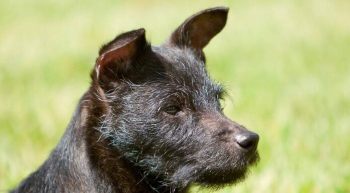 Terrier di Patterdale
