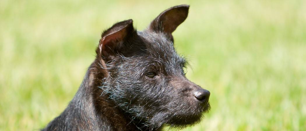 Terrier di Patterdale