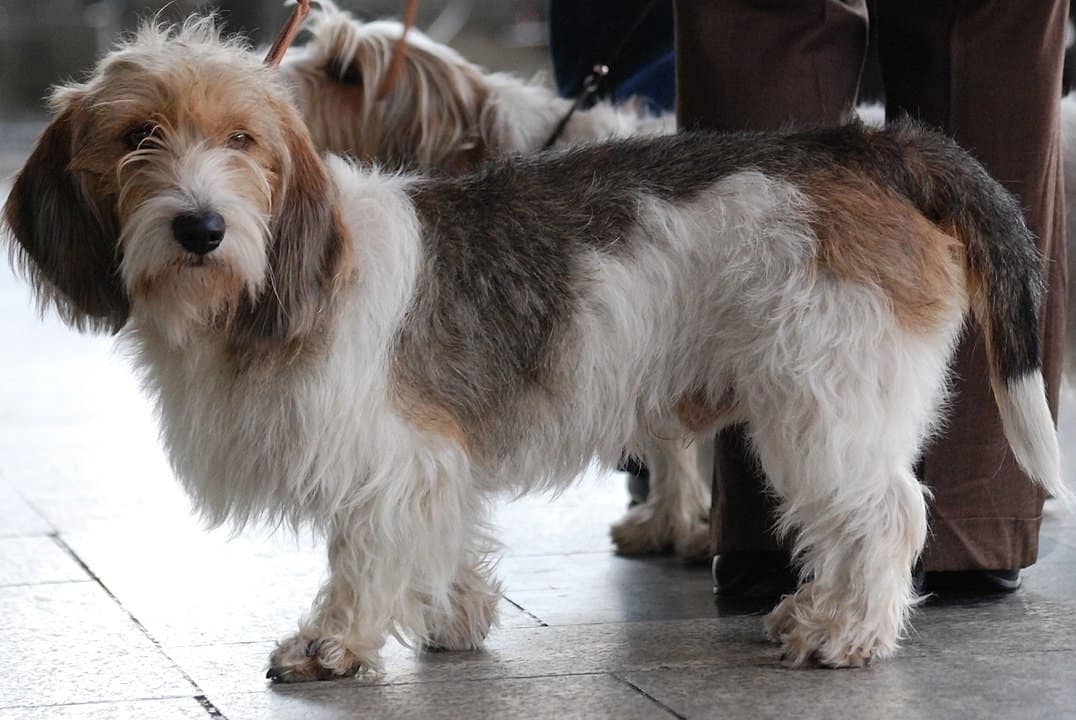 Piccolo Basset Griffon Vendeen