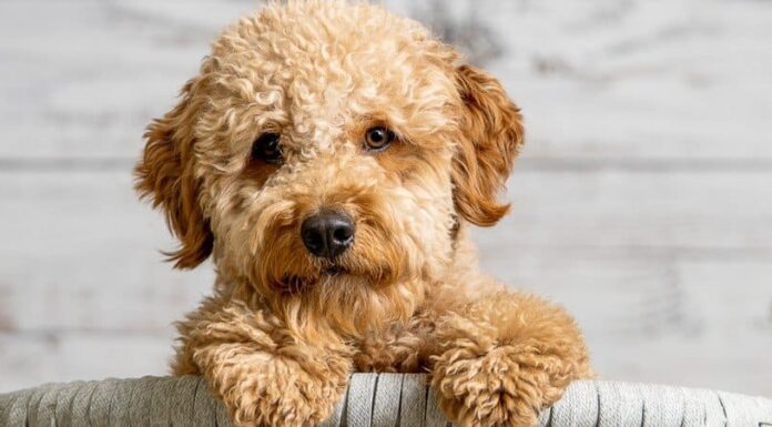 Piccolo Goldendoodle
