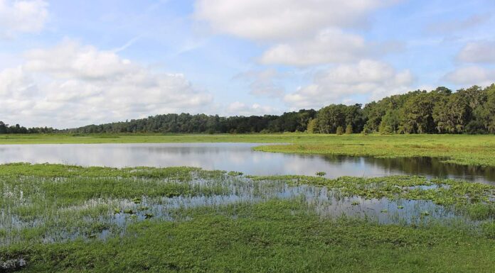 10 montagne in Florida
