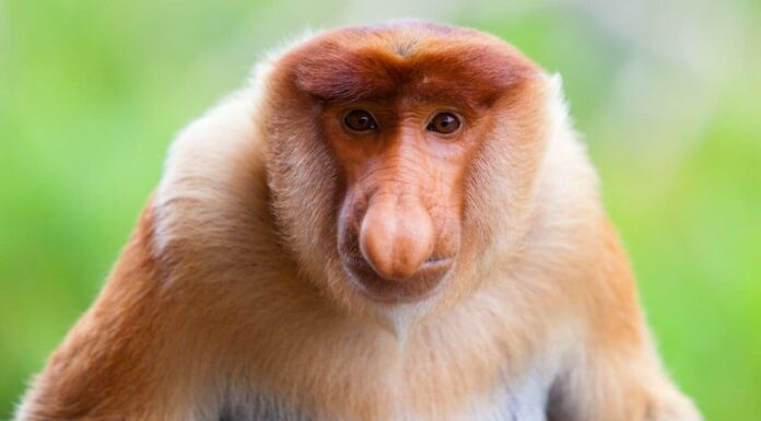 3 scimmie con il naso più grande del mondo
