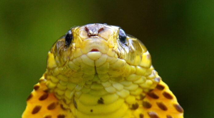 Samar cobra, a snake similar to the Philippine Cobra. The Philippine Cobra has a body that is light brown in color, decorated with dark brown blotches all over.