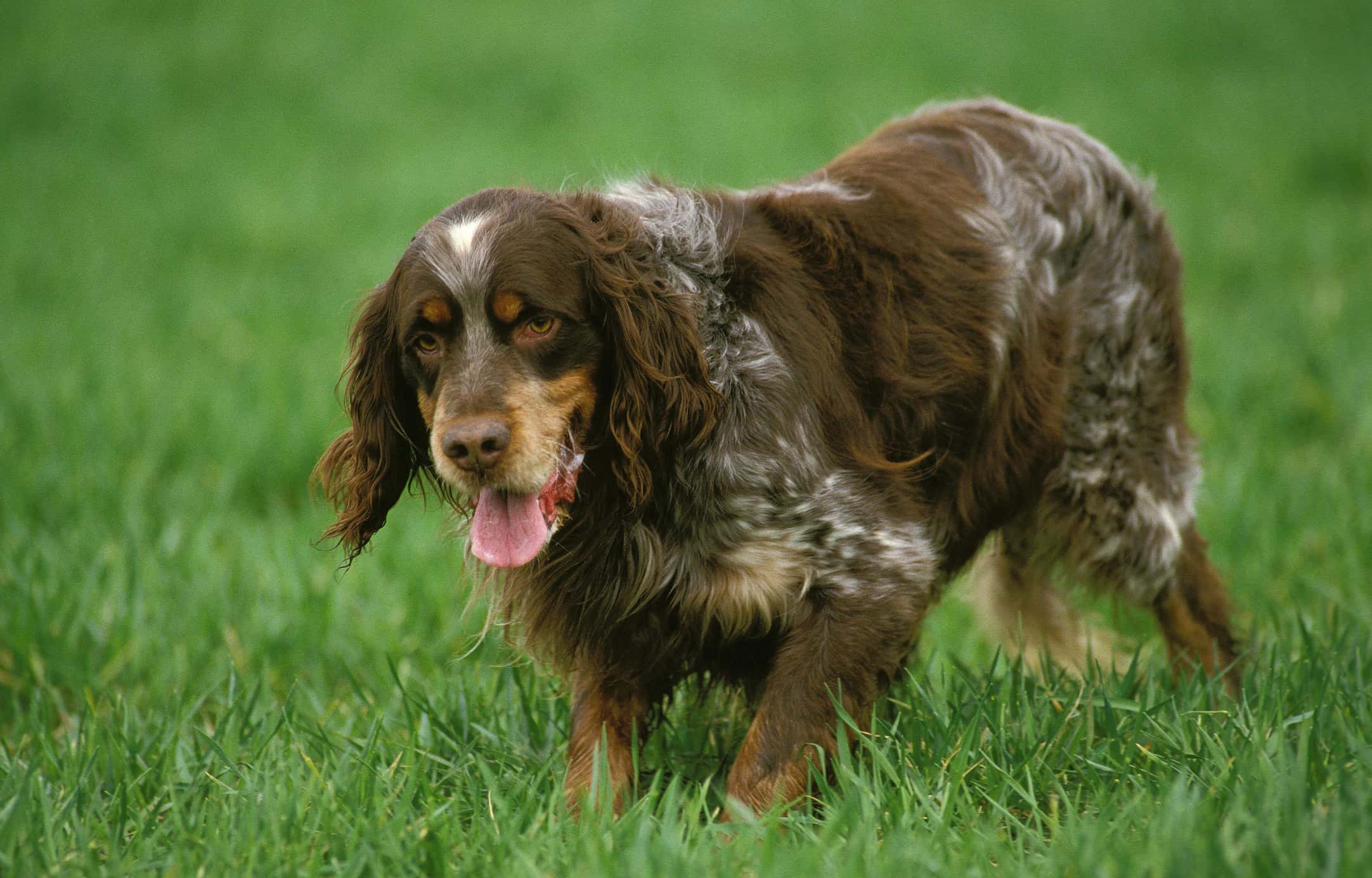 Piccardia Spaniel
