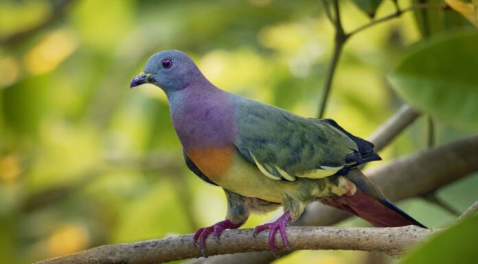 Piccione verde dal collo rosa
