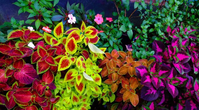 Coleus è perenne o annuale?
