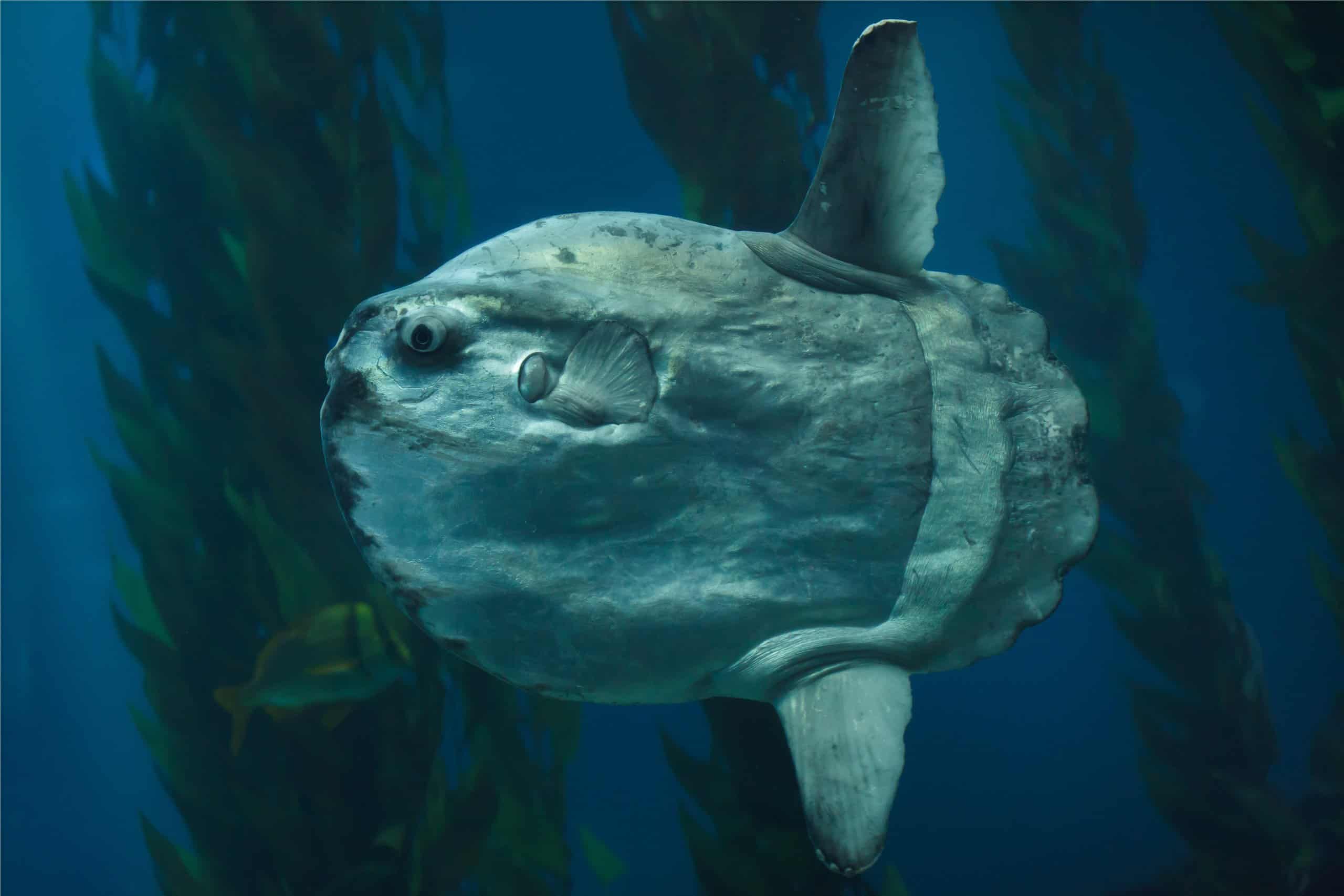 Scopri il Sunfish più grande mai registrato