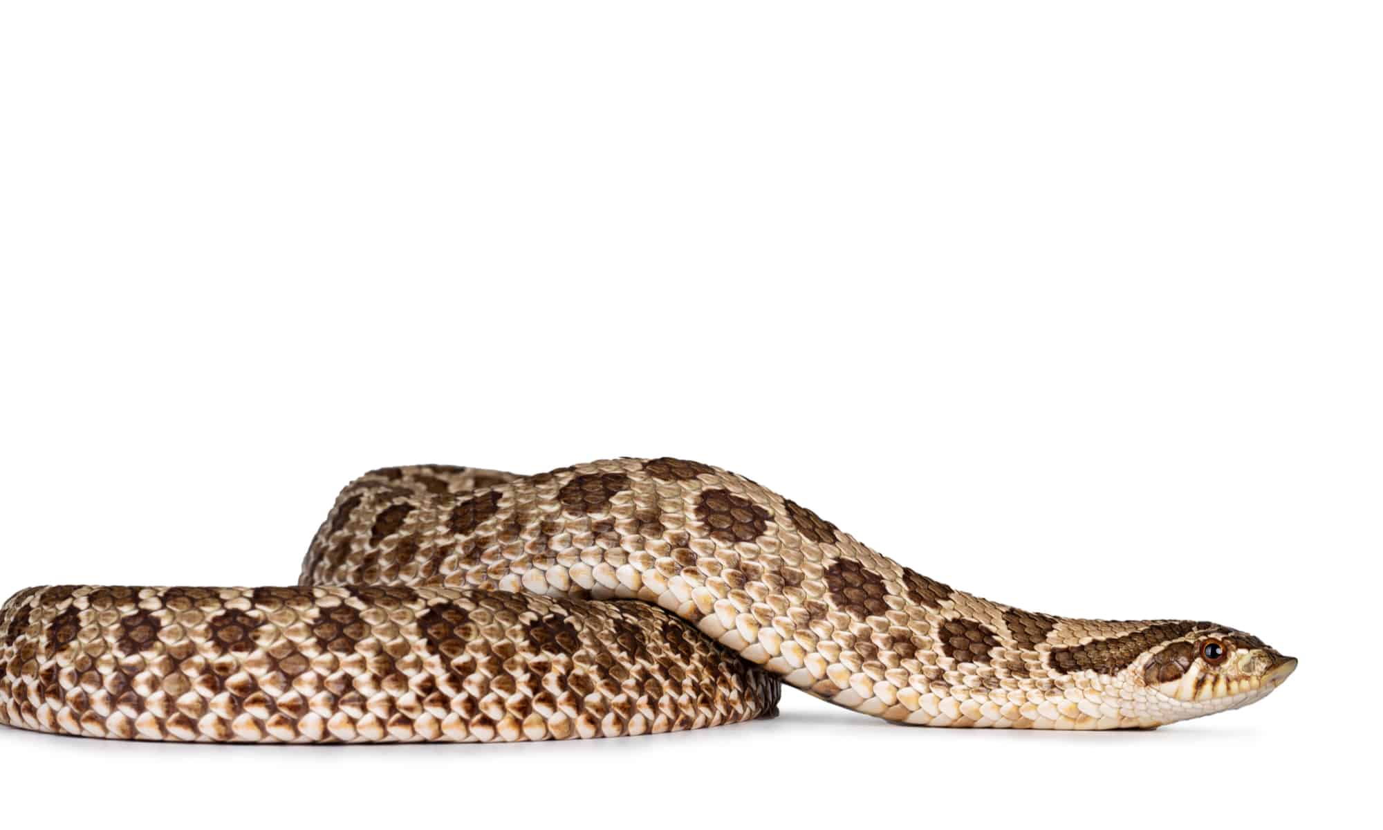 Serpente Hognose delle pianure