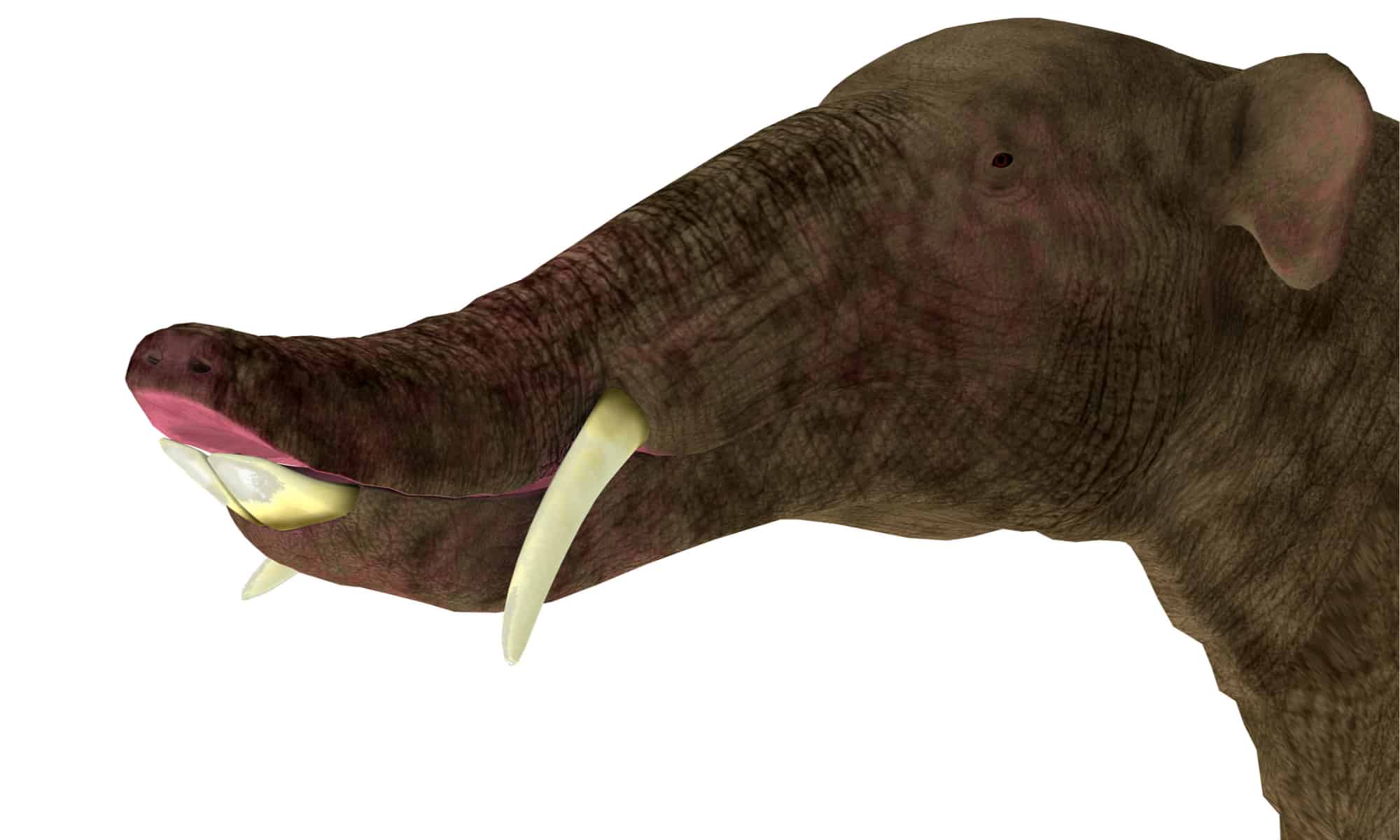 Platybelodon