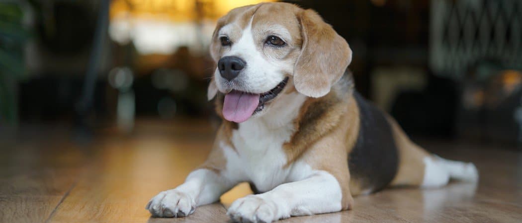 Beagle tascabile