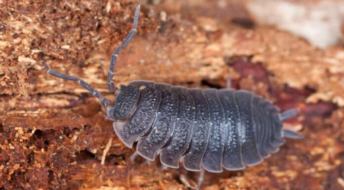 Cosa mangiano gli isopodi?
