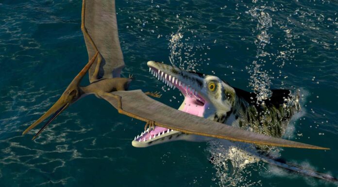 Cosa mangiano i dinosauri?
