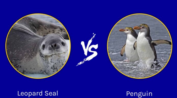 Foca leopardo vs pinguino: qual è la differenza?
