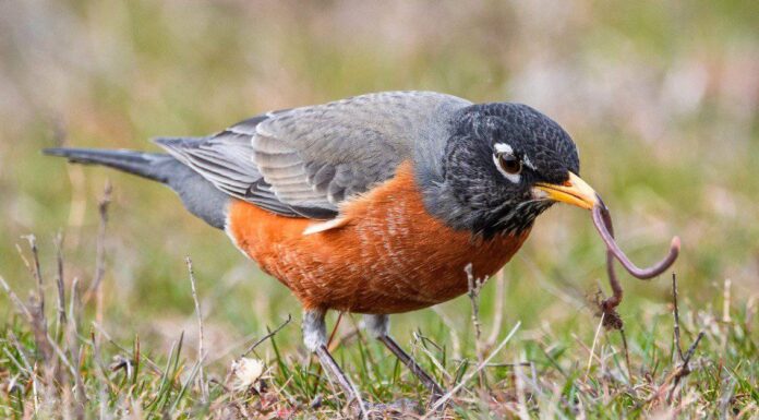 10 incredibili fatti su Robin
