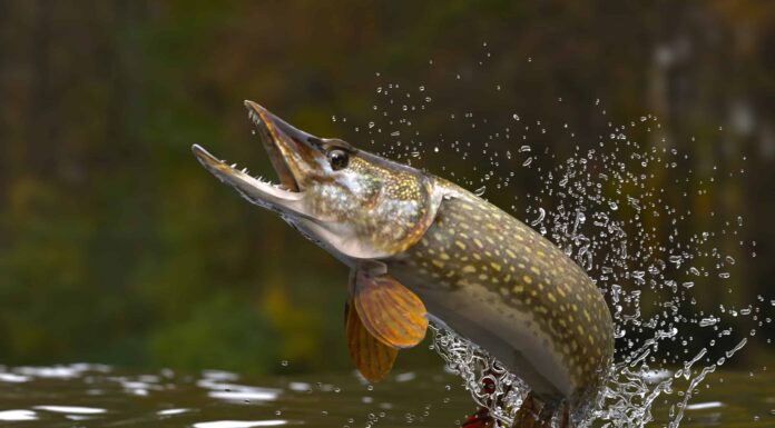 I 10 migliori luoghi di pesca in Wisconsin quest'estate
