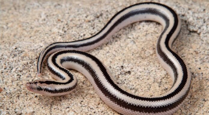 Scopri il più grande boa rosa mai registrato
