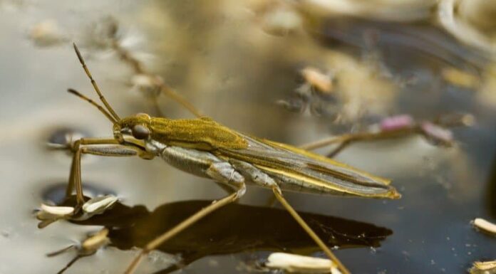 Pattinatore di laghetto
