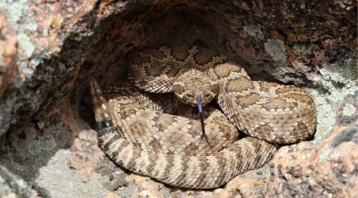 The Southwestern speckled rattlesnake (Crotalus mitchelli pyrrhus)