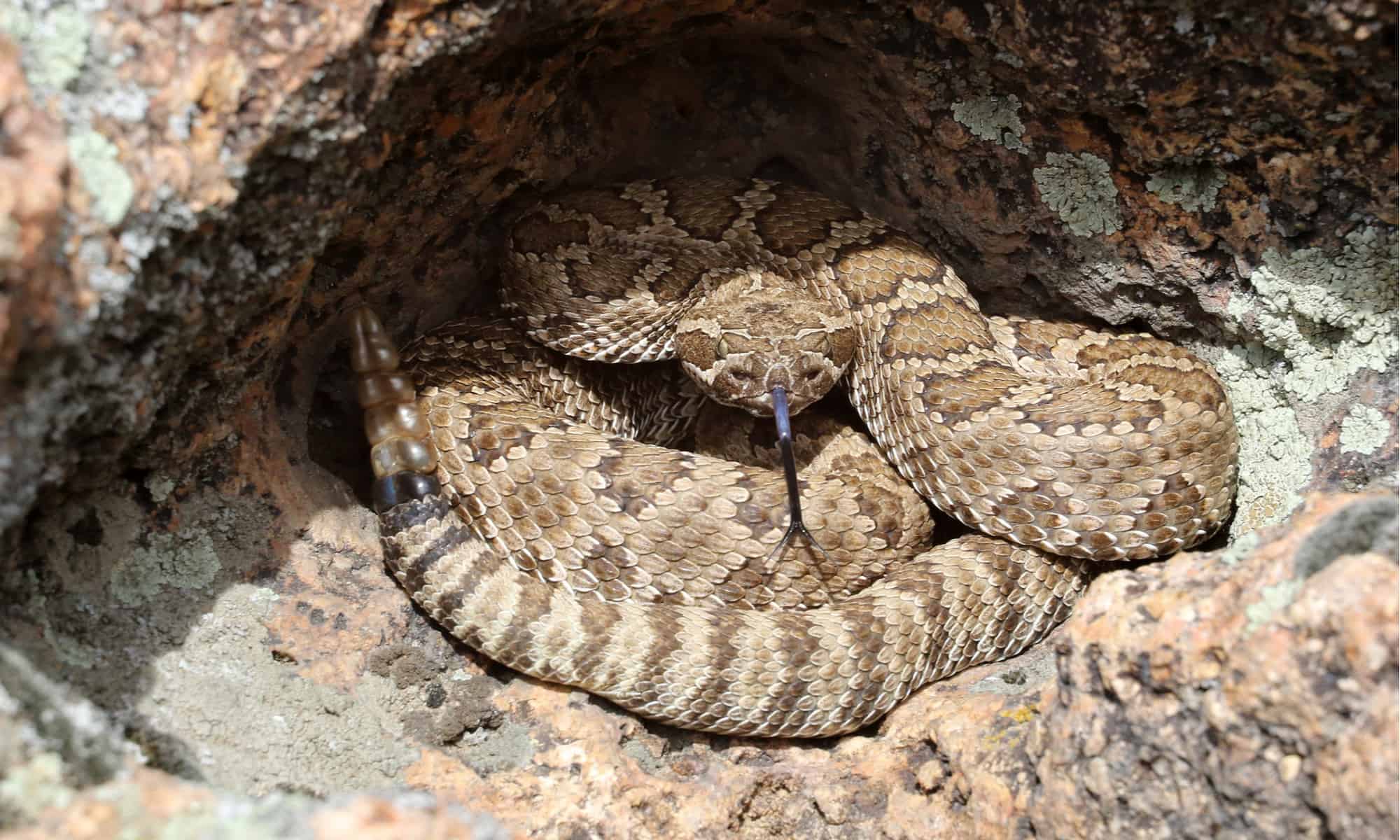 The Southwestern speckled rattlesnake (Crotalus mitchelli pyrrhus)