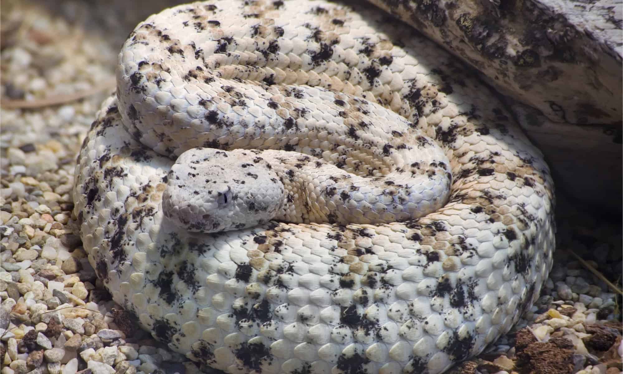 Scopri i primi sette serpenti più grandi (e più pericolosi) in Arizona quest'estate!