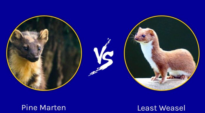 Martora vs Least Weasel: qual è la differenza?
