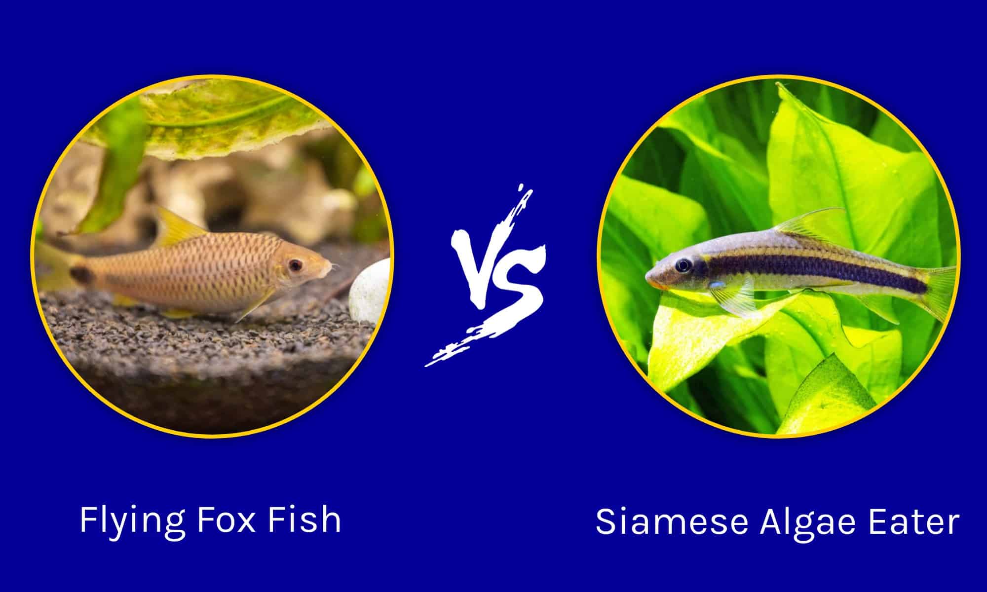 Flying Fox Fish vs Siamese Algae Eater: quali sono le differenze?