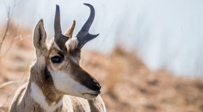 Pronghorn
