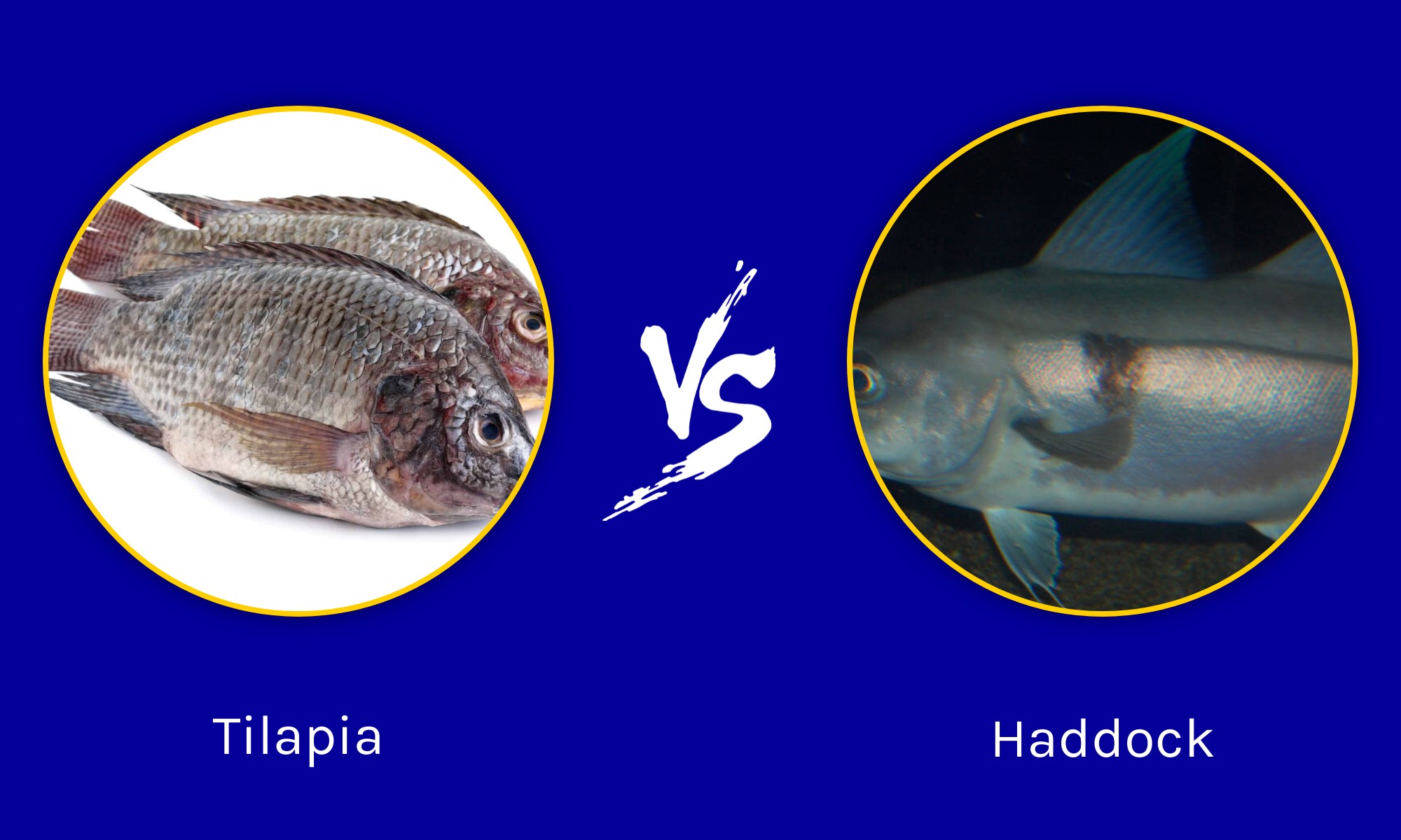 Tilapia vs Haddock: quali sono le differenze?