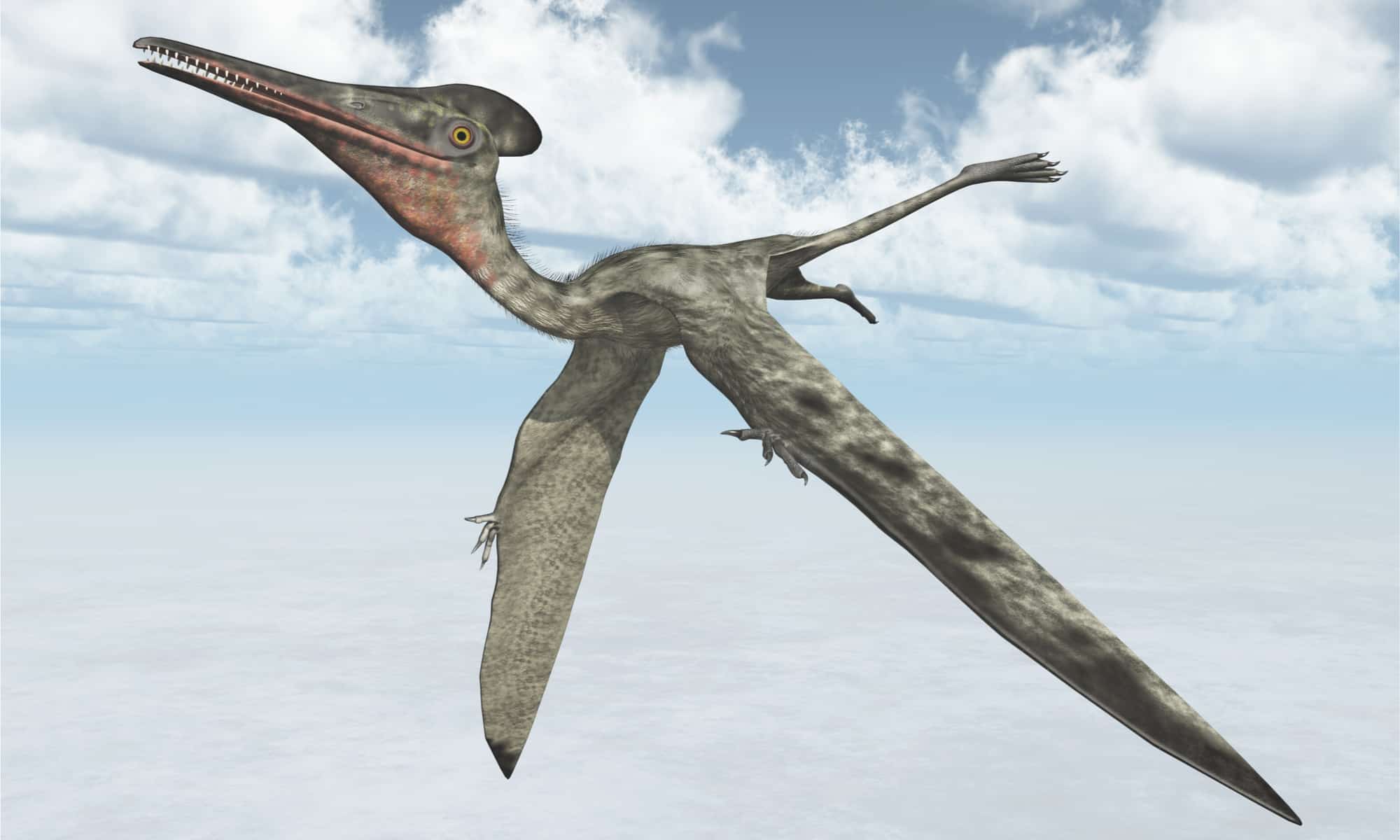 Pterodattilo