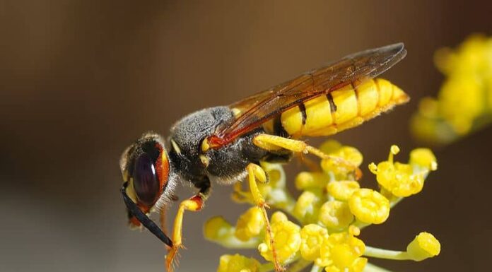 Yellow jacket vs. paper wasp - paper wasp close up