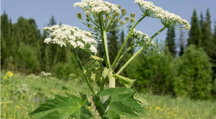 Cow Parsnip vs Giant Hogweed