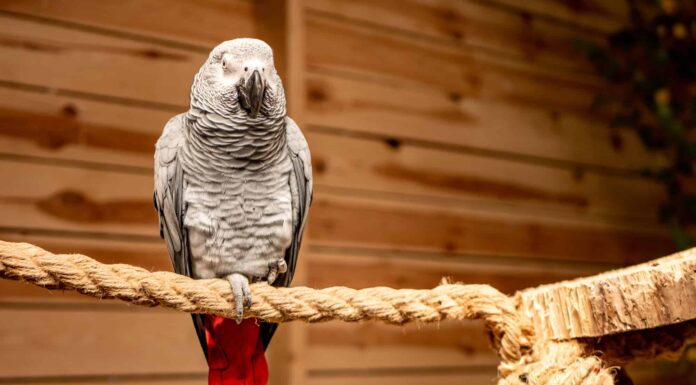 10 incredibili fatti sul pappagallo grigio africano
