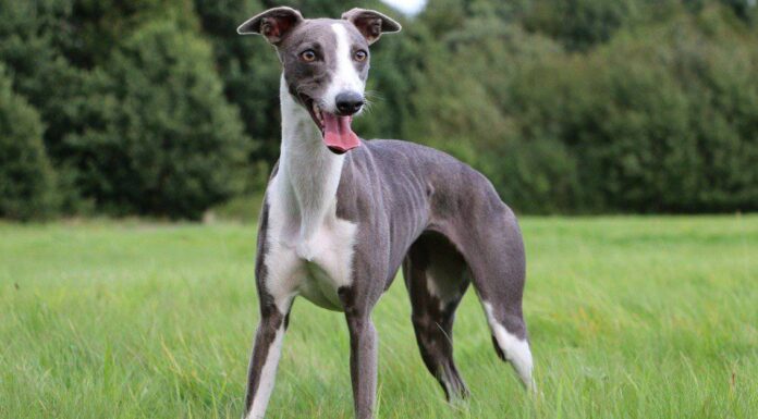 10 fatti incredibili sul levriero
