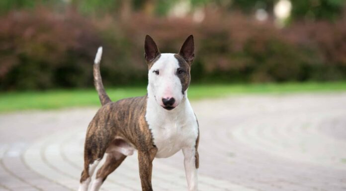 10 incredibili fatti su Bull Terrier
