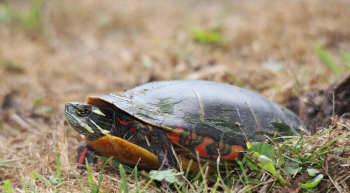 10 incredibili fatti sulle tartarughe dipinte
