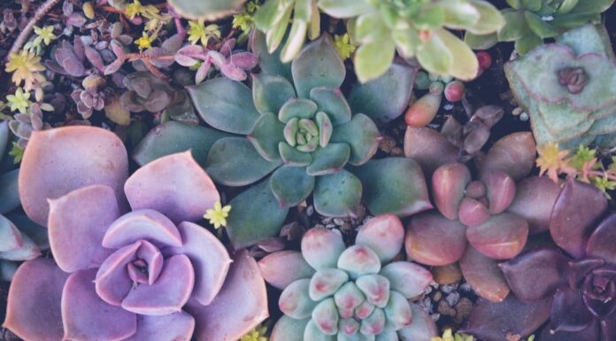 Succulente vs Cactus: qual è la differenza? 
