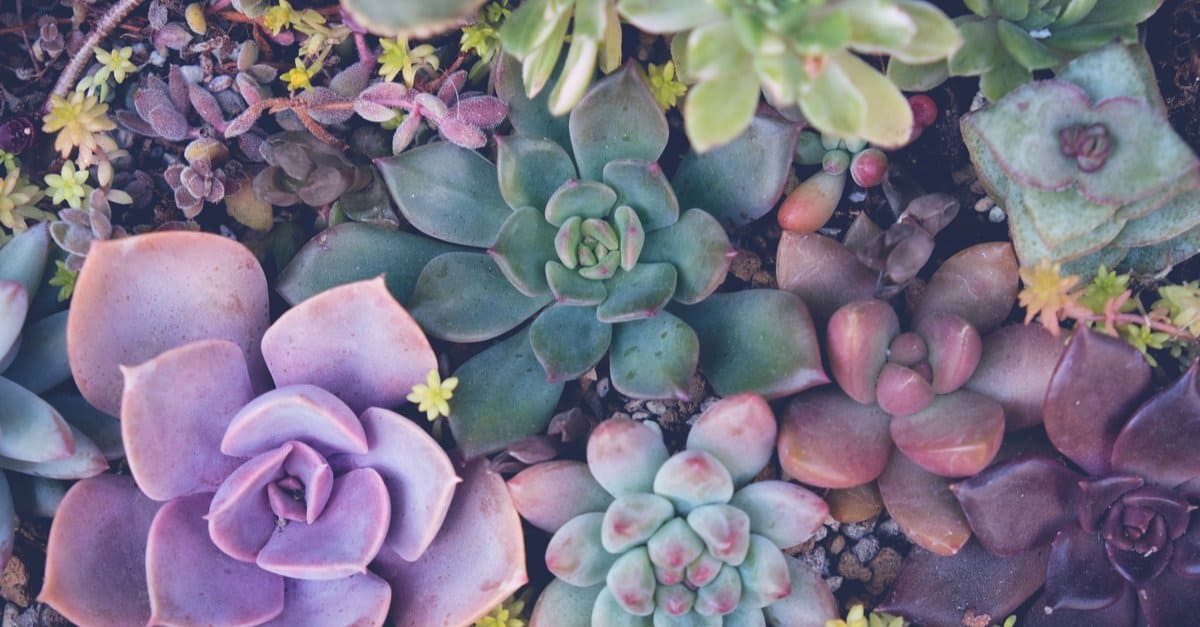 Succulente vs Cactus: qual è la differenza?