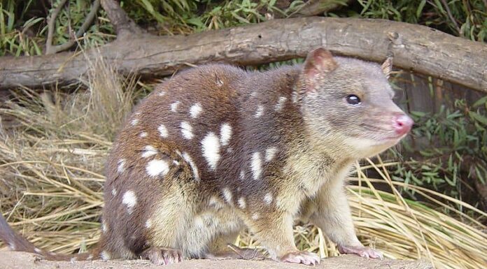 Quoll
