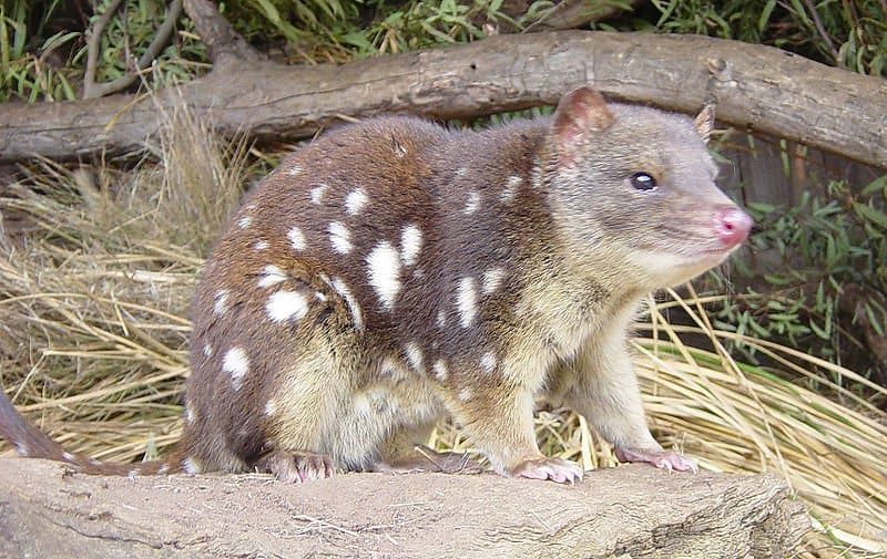 Quoll